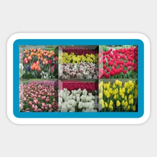 An assortment of tulips framed together Sticker